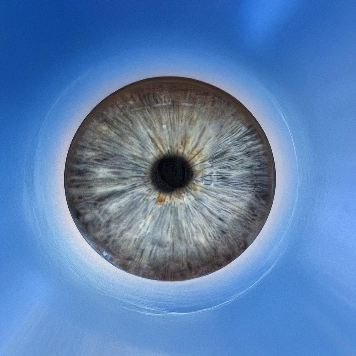 Iris-Fotografie blau