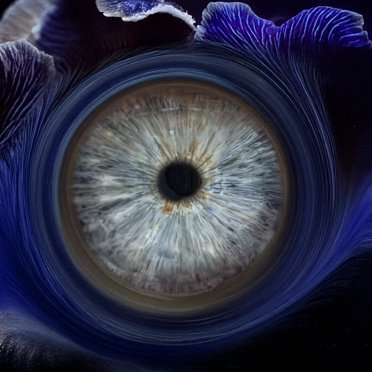 Iris-Fotografie Pilze